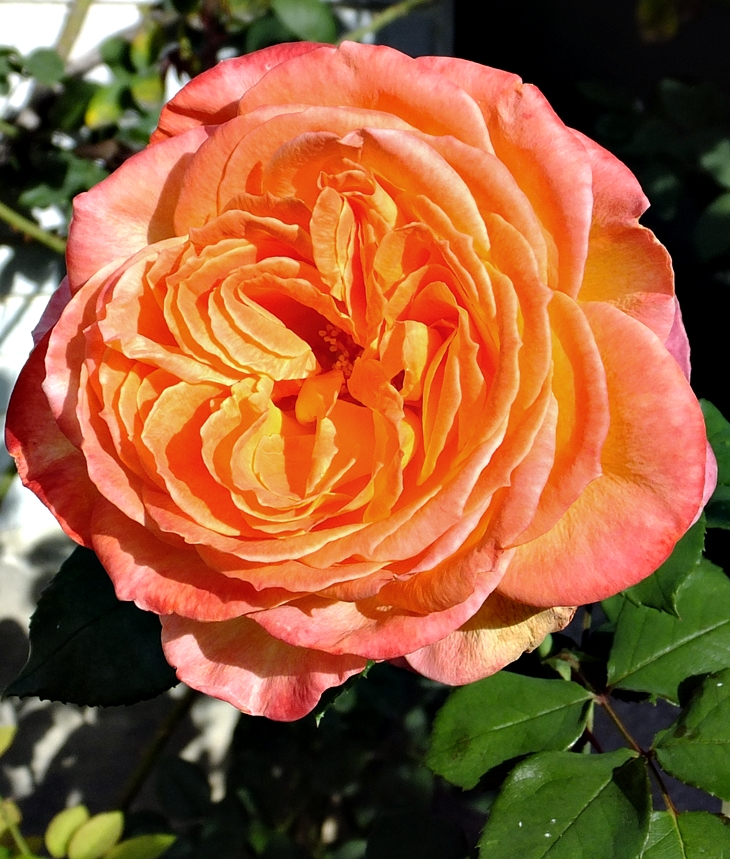 Una pareja casi perfecta&nbsp;(2017)