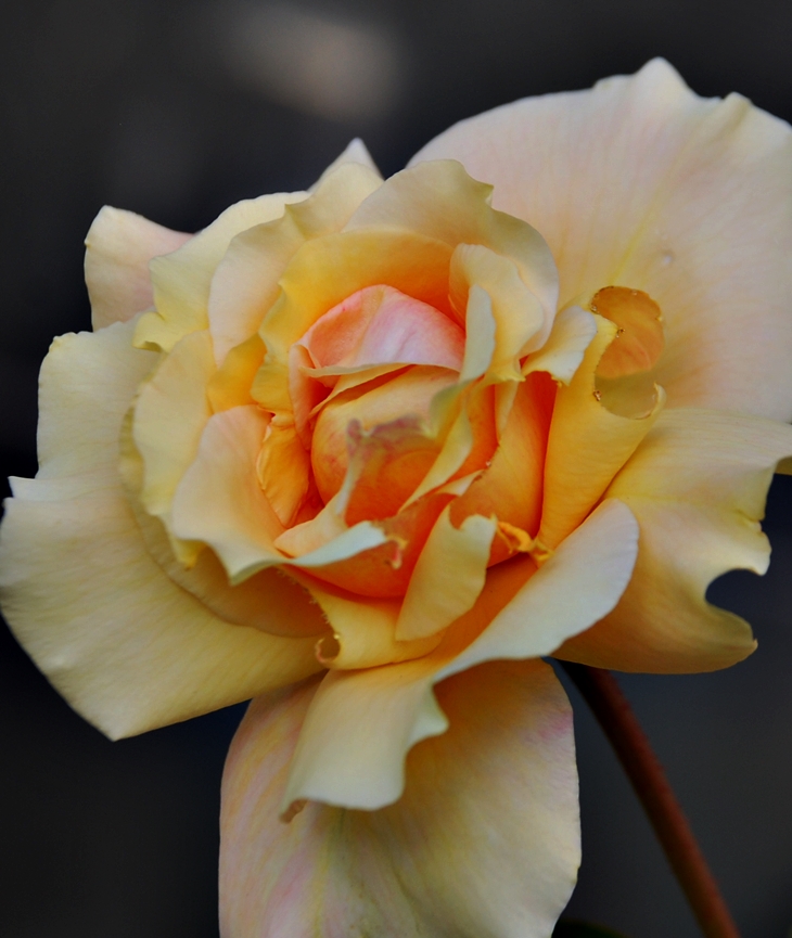 Un baile a medianoche&nbsp;(1995)