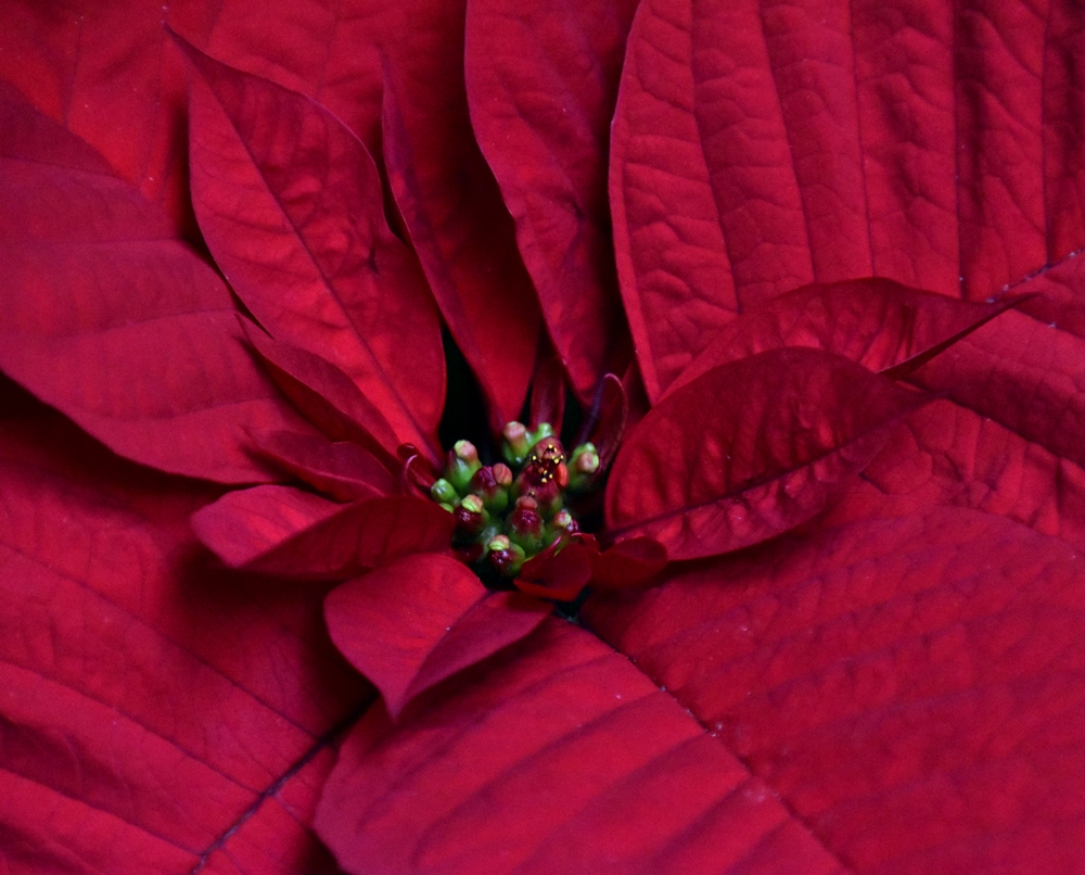 Navidad 2022 – Flor de&nbsp;Pascua