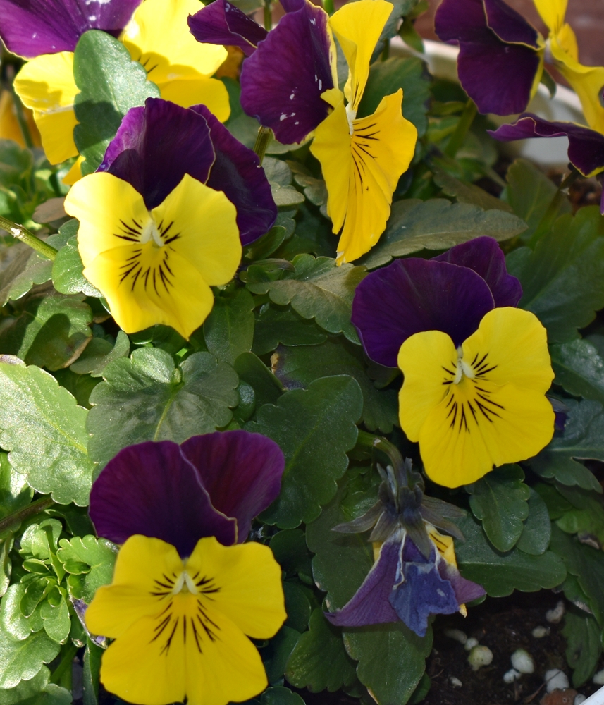 20230204 Plantas en&nbsp;invierno