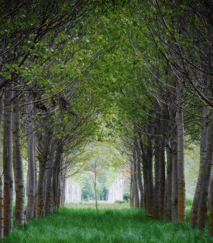 D. H. Lawrence&nbsp;(1885-1930)