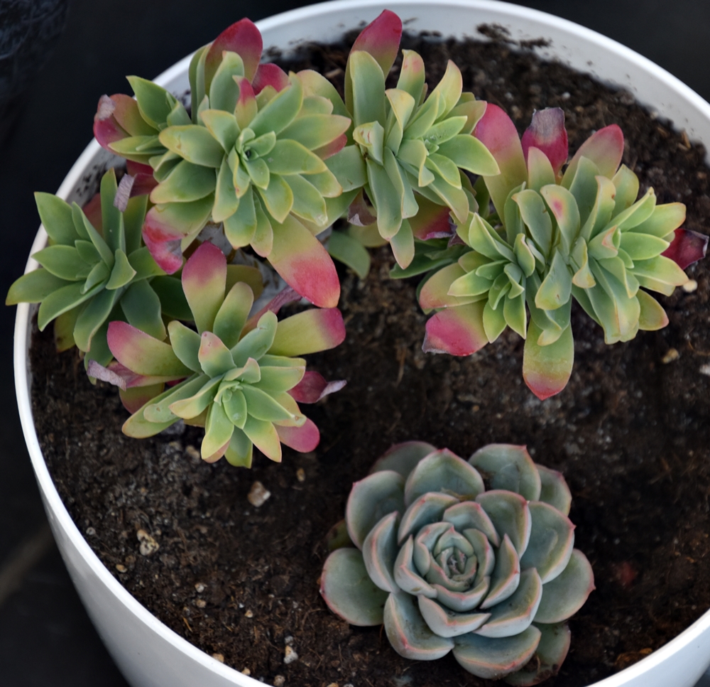 Suculentas Primavera (20230422)