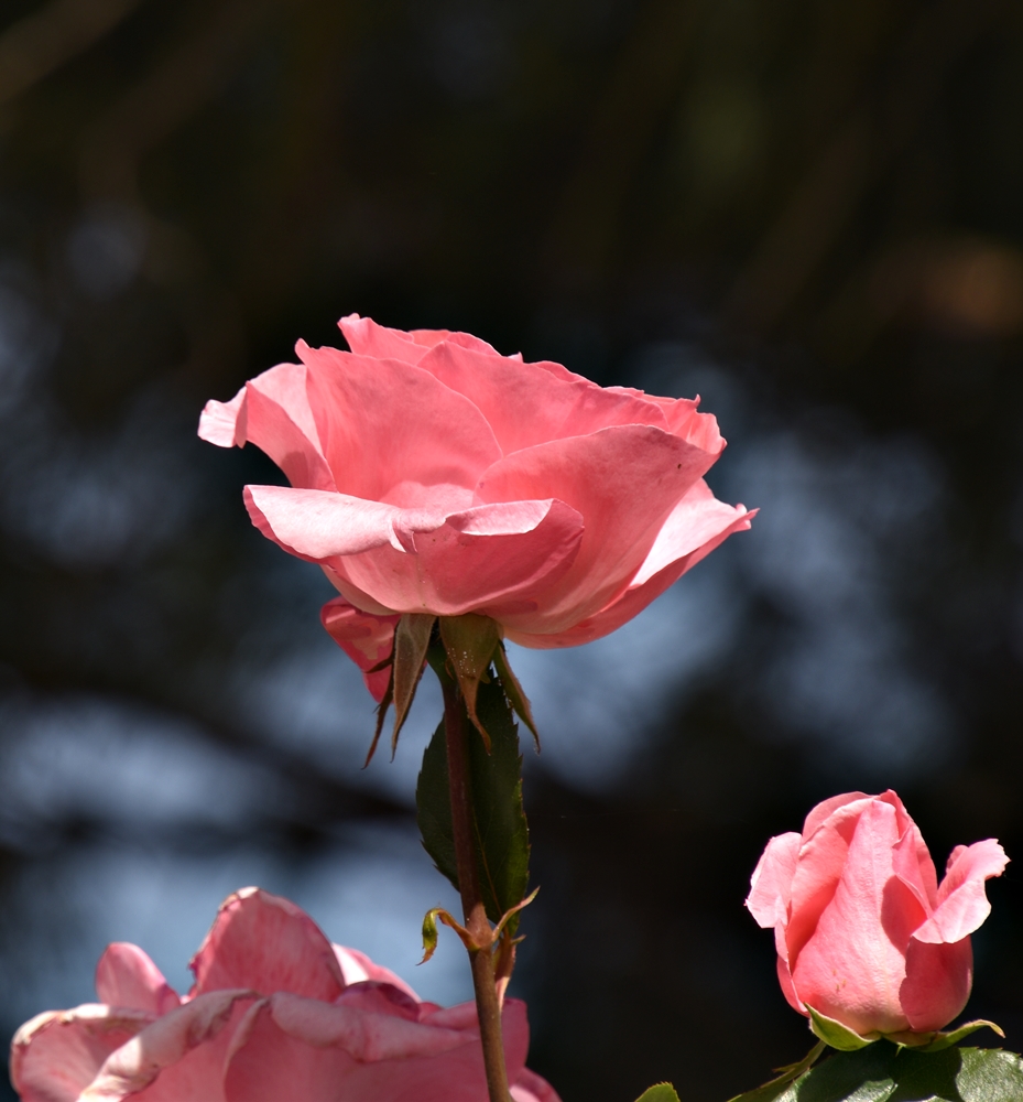 Rosales trepadores 2023