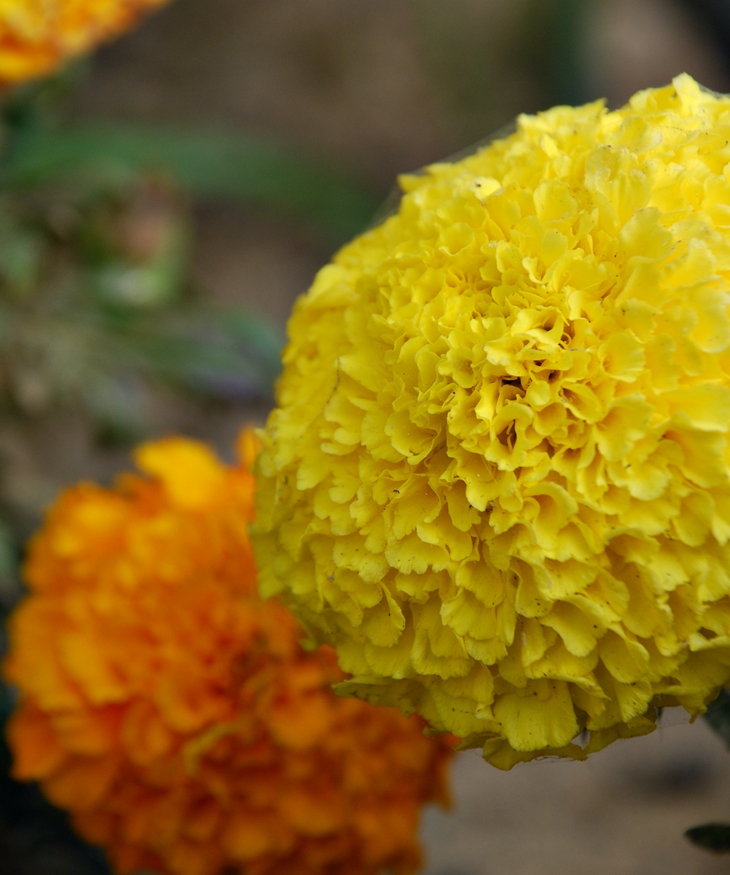 Las voces de Adriana&nbsp;(2023)