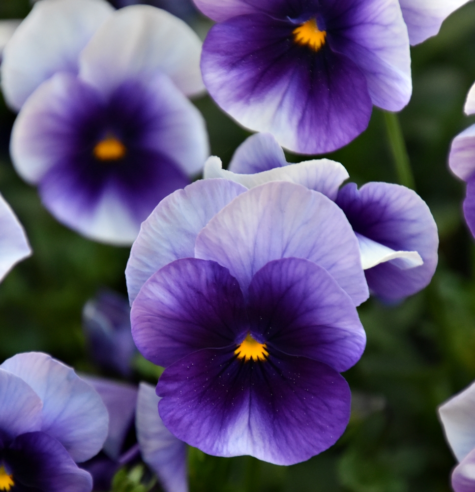 ¡Adiós pensamientos!