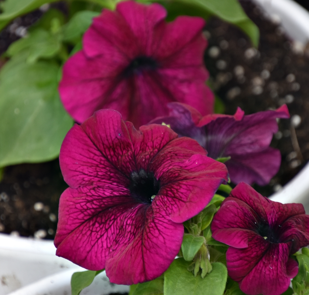 20230617 Plantas para el&nbsp;verano