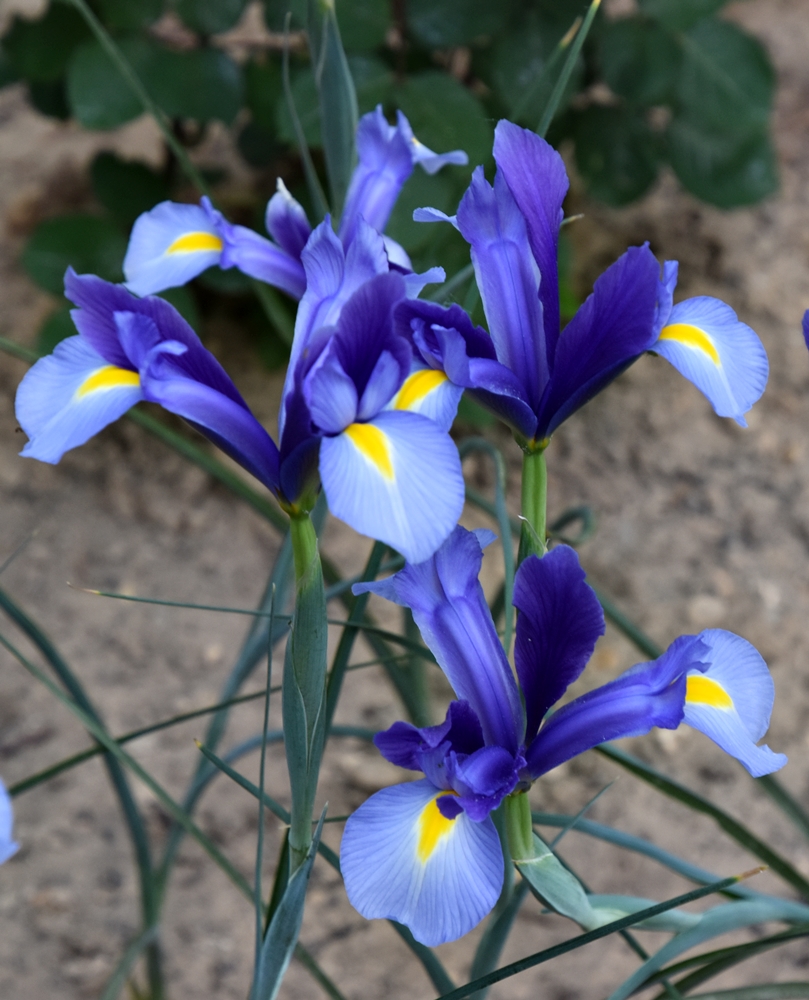 Olvidadas flores de&nbsp;primavera