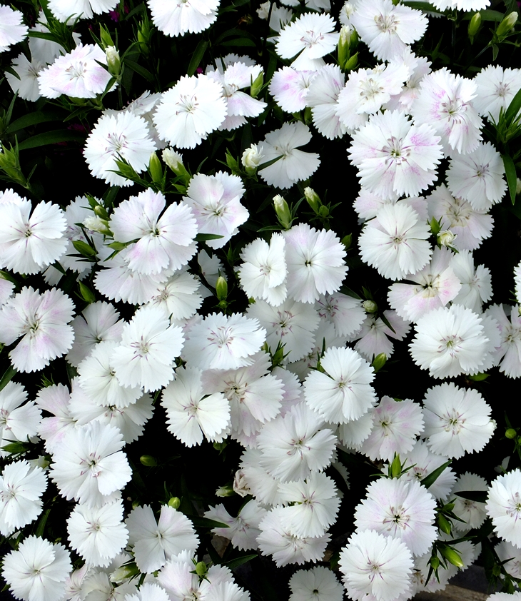 Susan Coolidge (1835-1905)