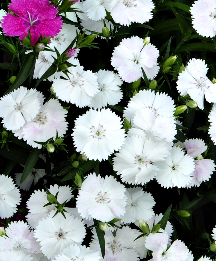 Lo que hizo Katy&nbsp;(1872)