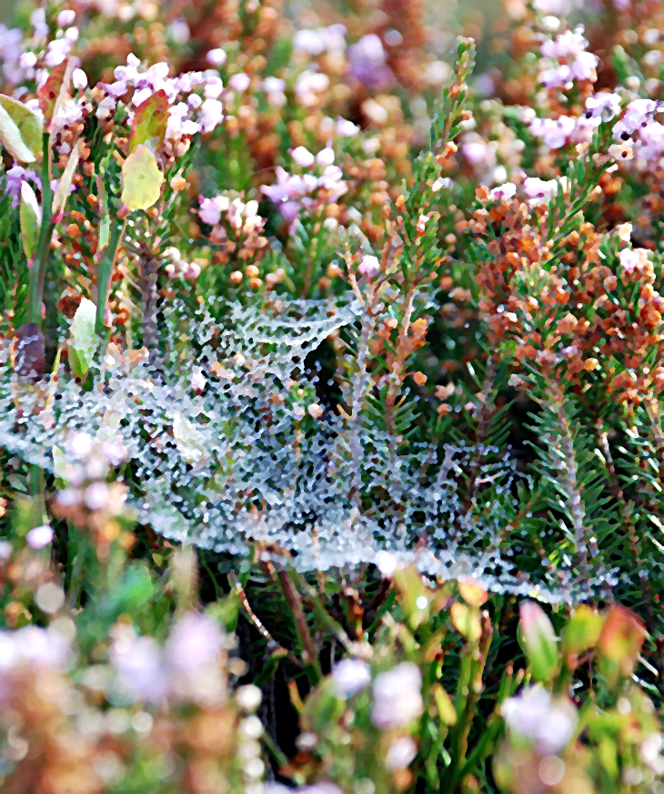 Selma Lagerlöf (1858-1940)