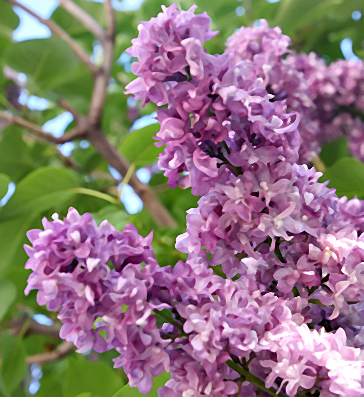 Misterio en Haven Manor&nbsp;(2018)