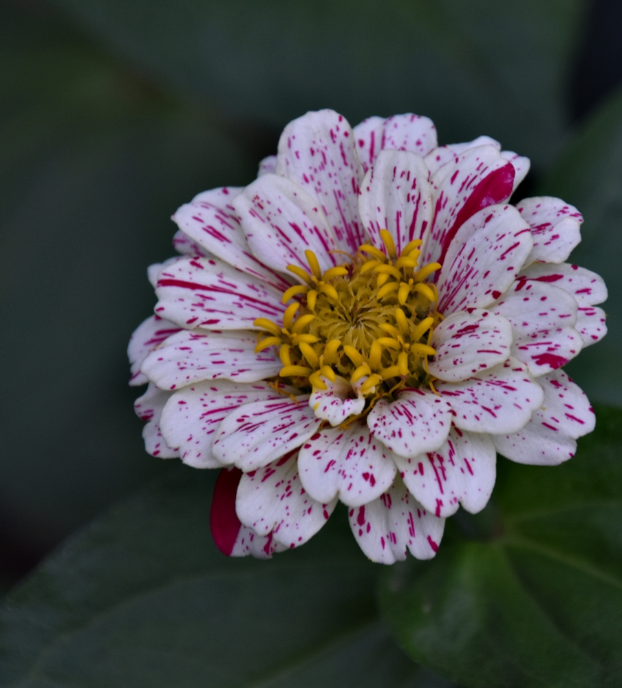 Zinnias, siempre en flor&nbsp;(2023)