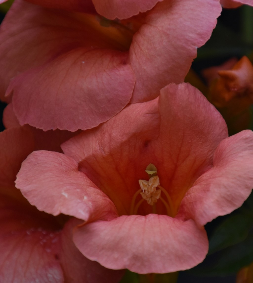 Bignonia inmensa (2023)