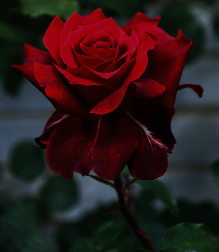 El duque de Wyndham&nbsp;(2008)