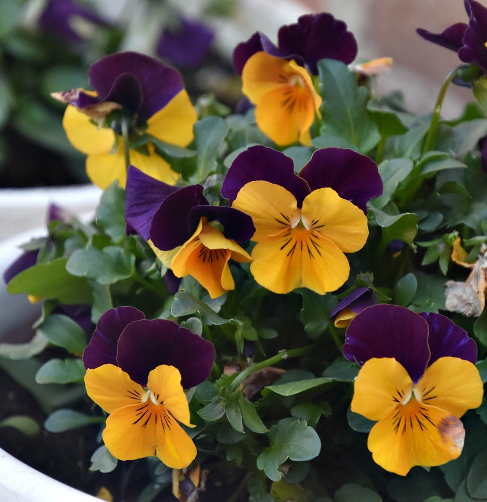 20240224 Plantas en&nbsp;invierno