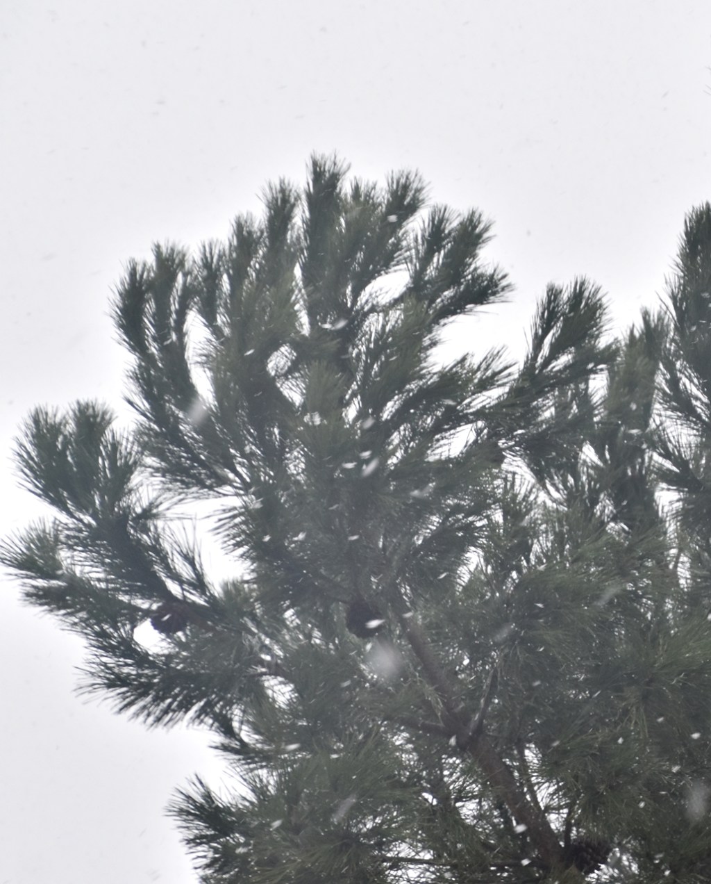 20240302 Tiempo loco