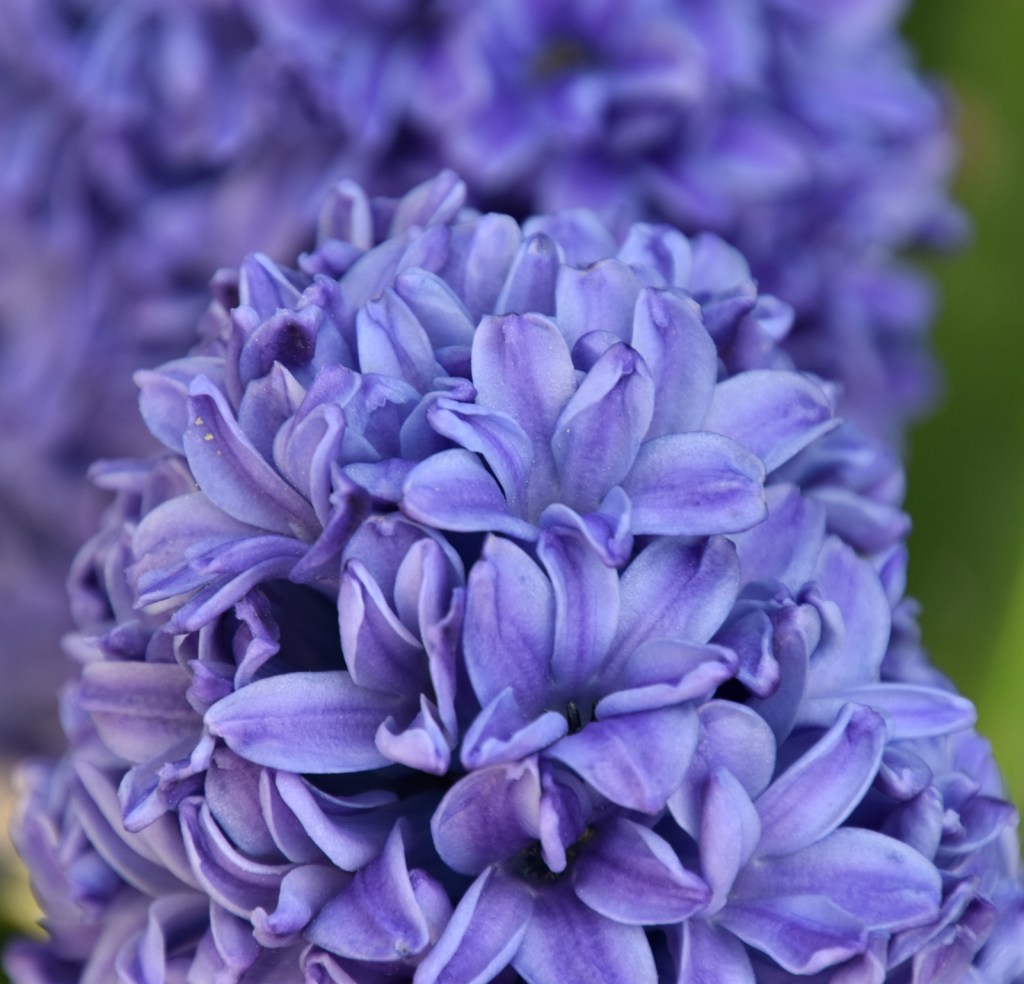 Hay primavera, hay flores&nbsp;(20240322)