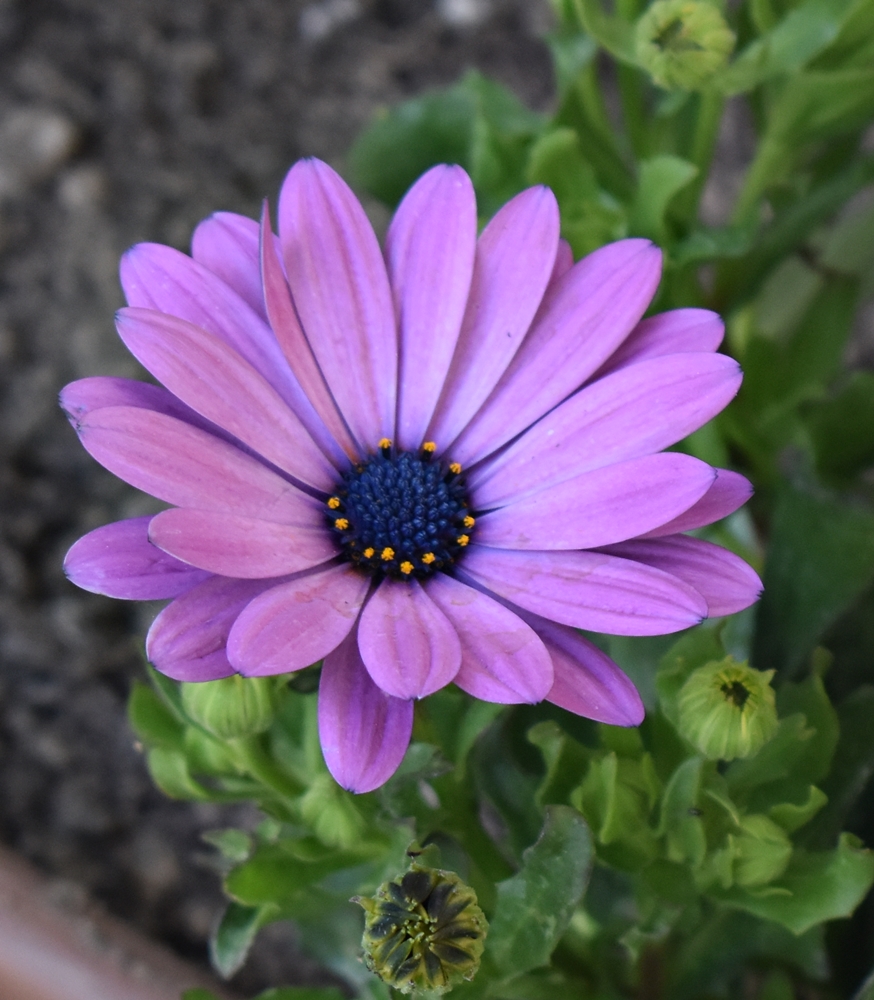 Plantas para el verano&nbsp;(20240522)