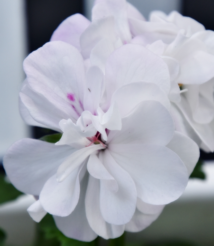 Buena voluntad para el caballero&nbsp;(2019)