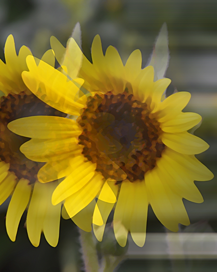 Los condes no se casan con doncellas&nbsp;(2018)