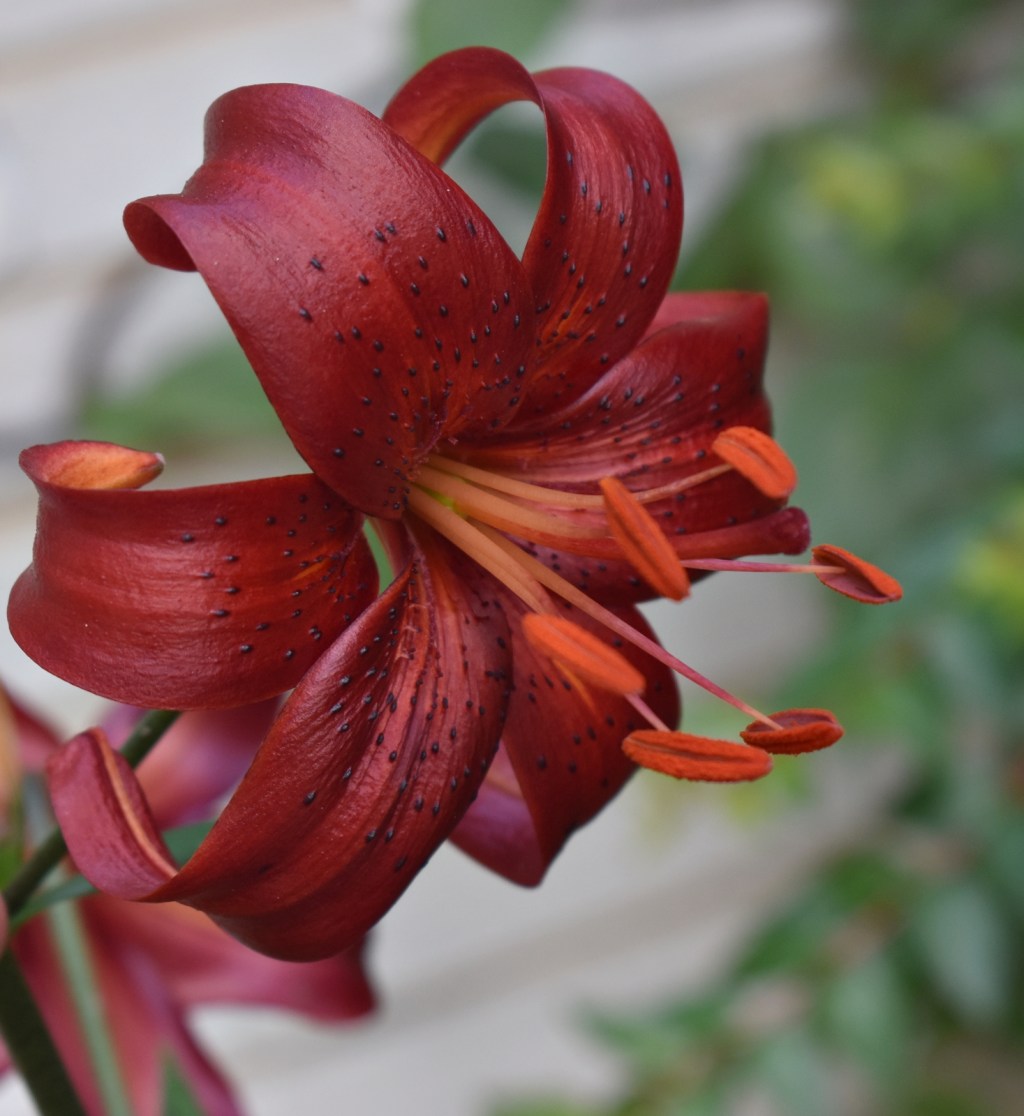 20240630 Plantas de verano&nbsp;(2)