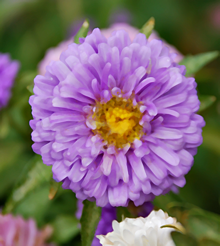 Josi S. Kilpack (1974)