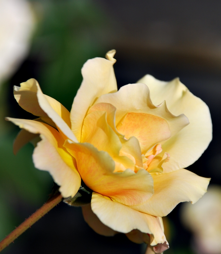 Una rosa perfecta&nbsp;(2001)