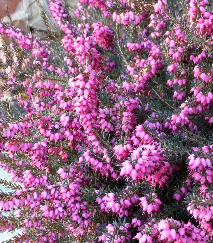 El secreto de Amber (2015)