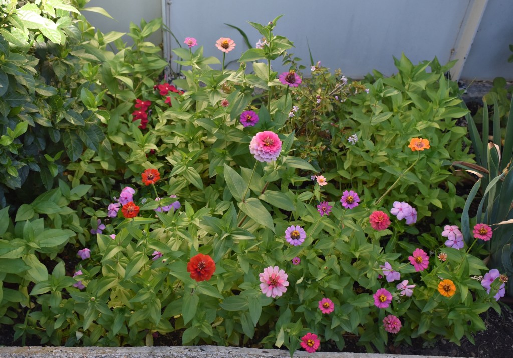 20240816 Plantas verano&nbsp;(3)