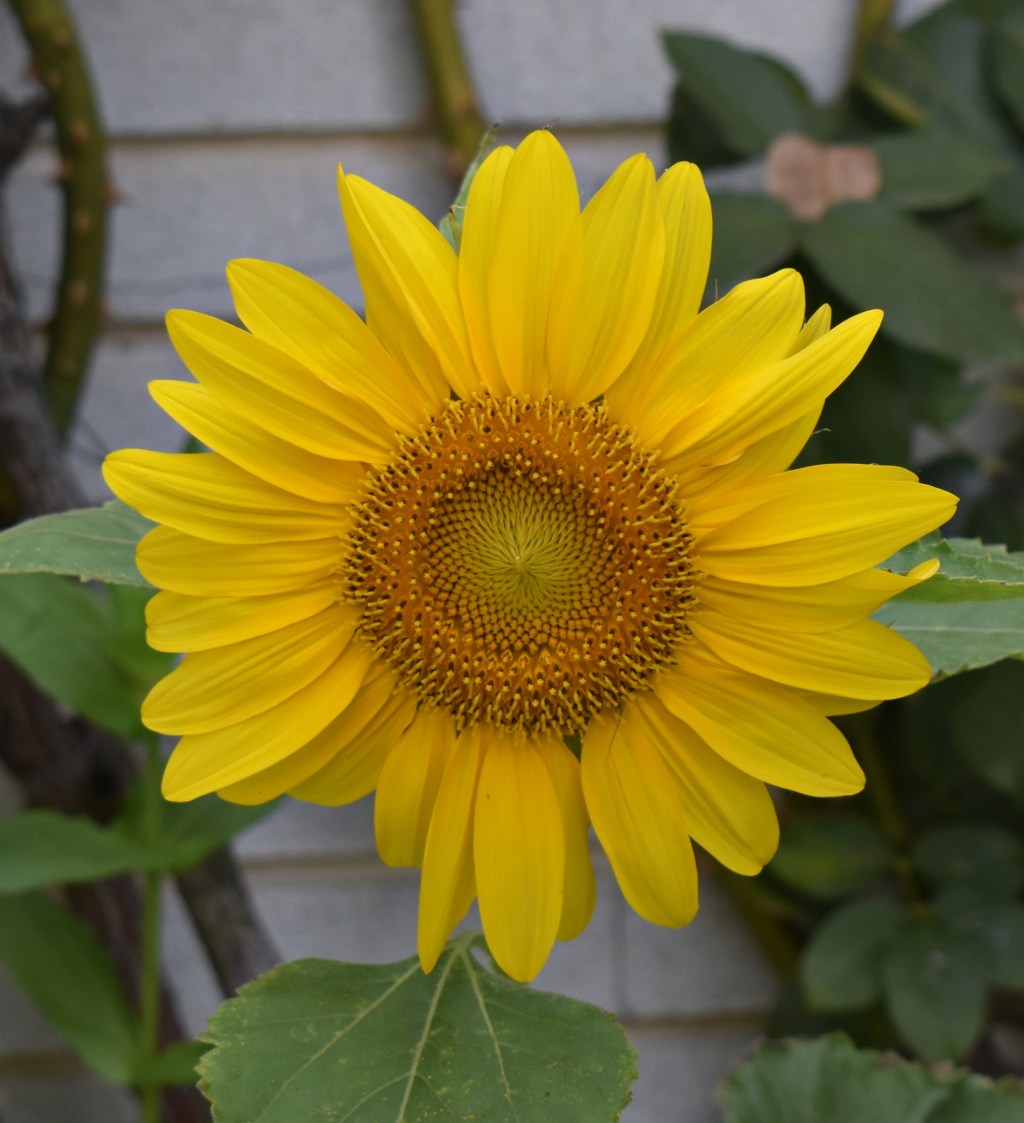 El primer girasol&nbsp;(2024)