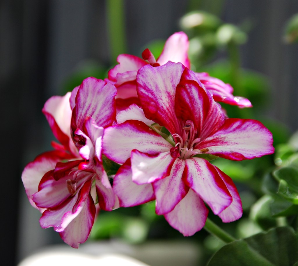 Mimi Matthews (1980?)