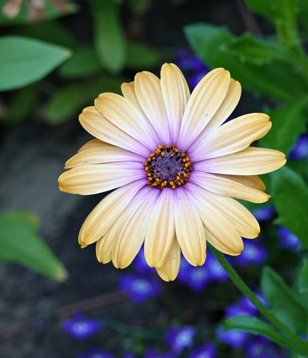 La experiencia de leer y una flor&nbsp;(20240921)