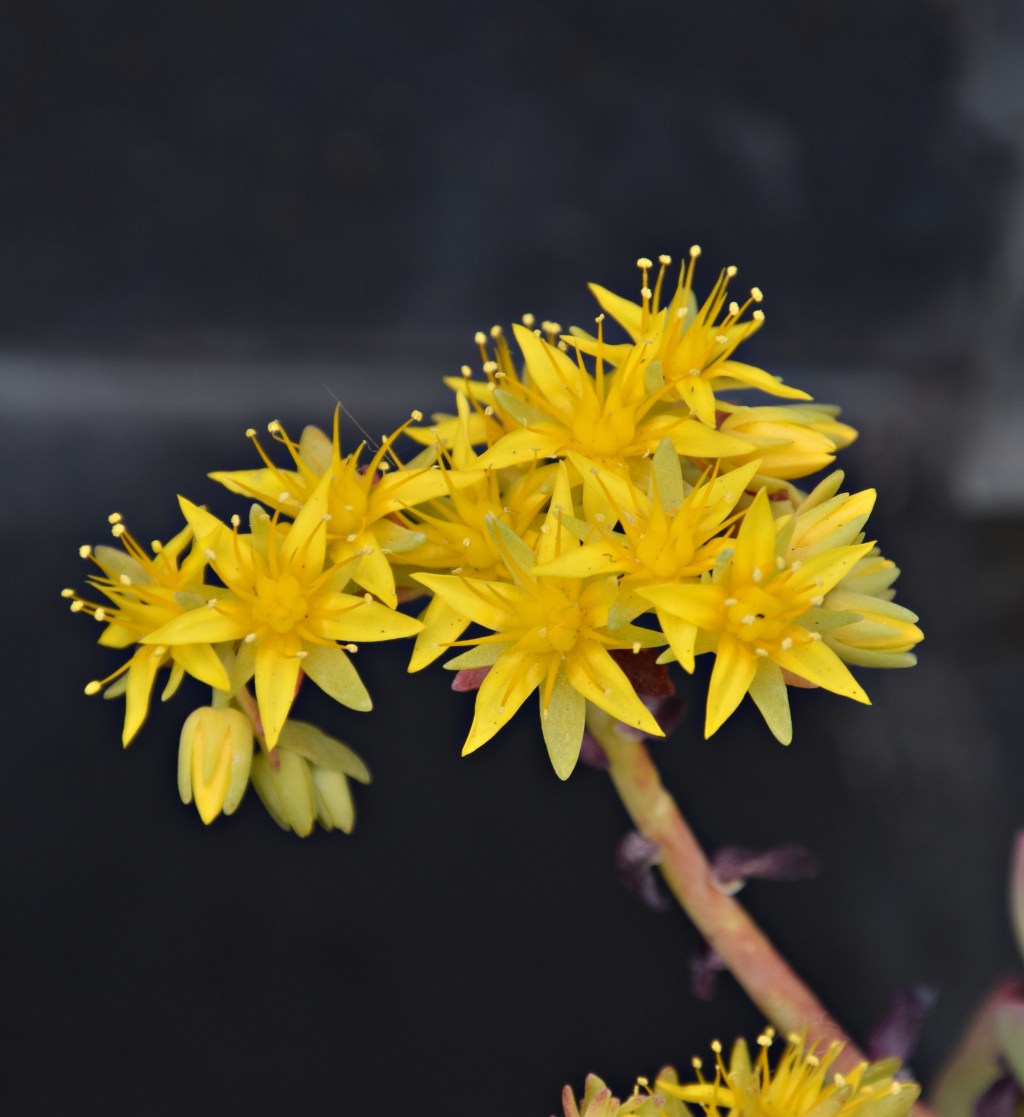 La madre de Frankenstein&nbsp;(2020)