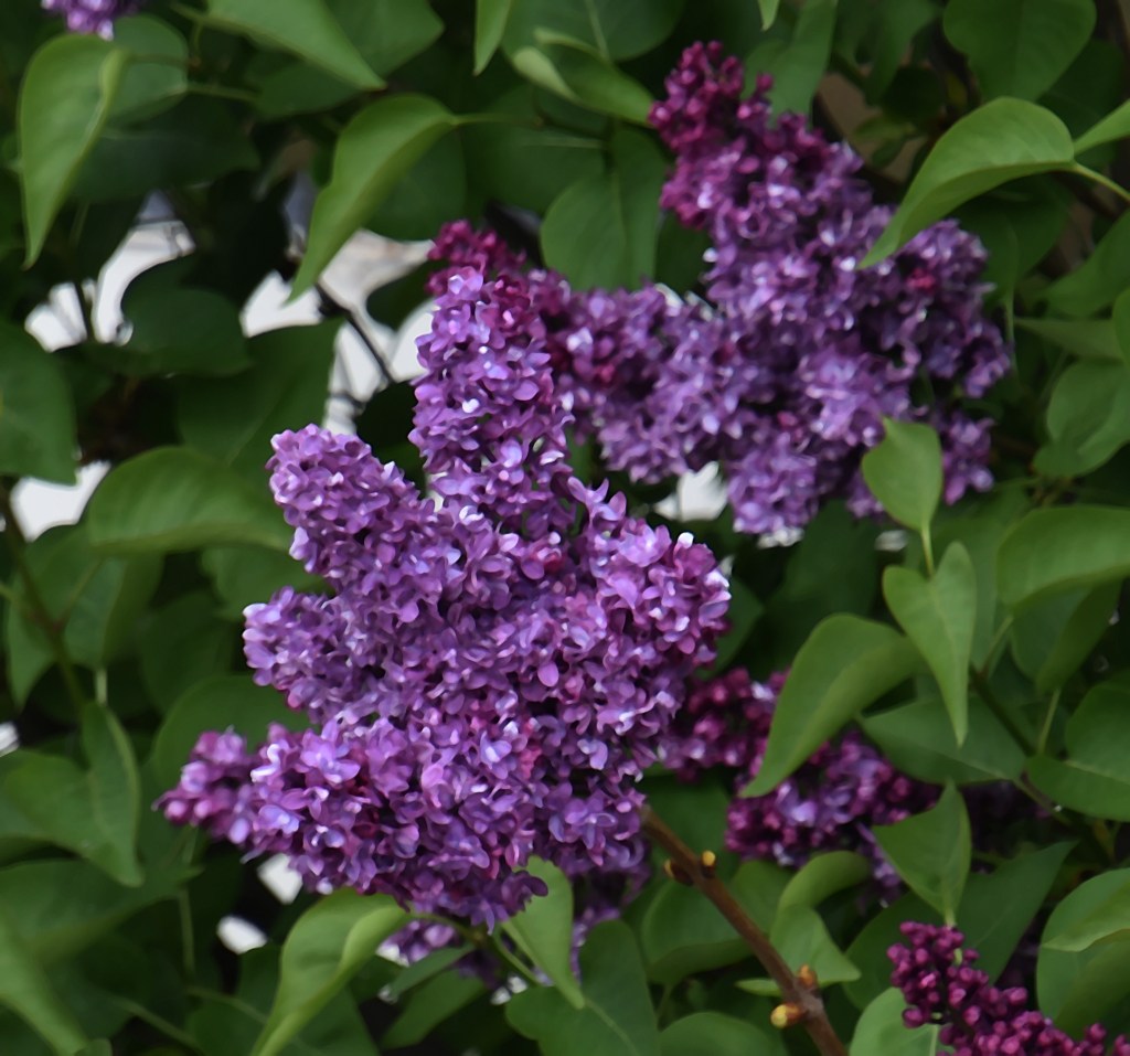 De vuelta al hogar&nbsp;(2019)