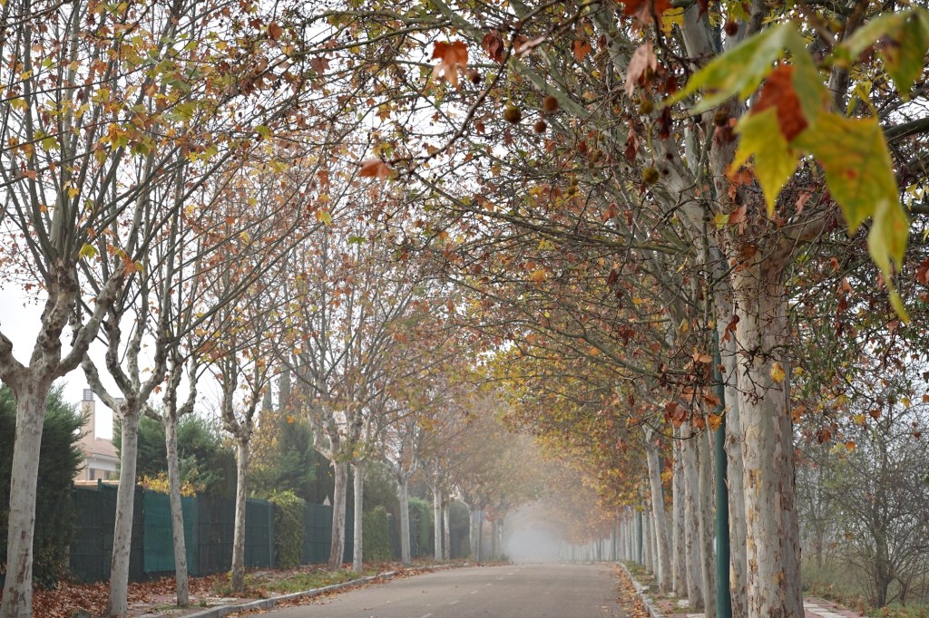 20241128 Mañana de&nbsp;niebla