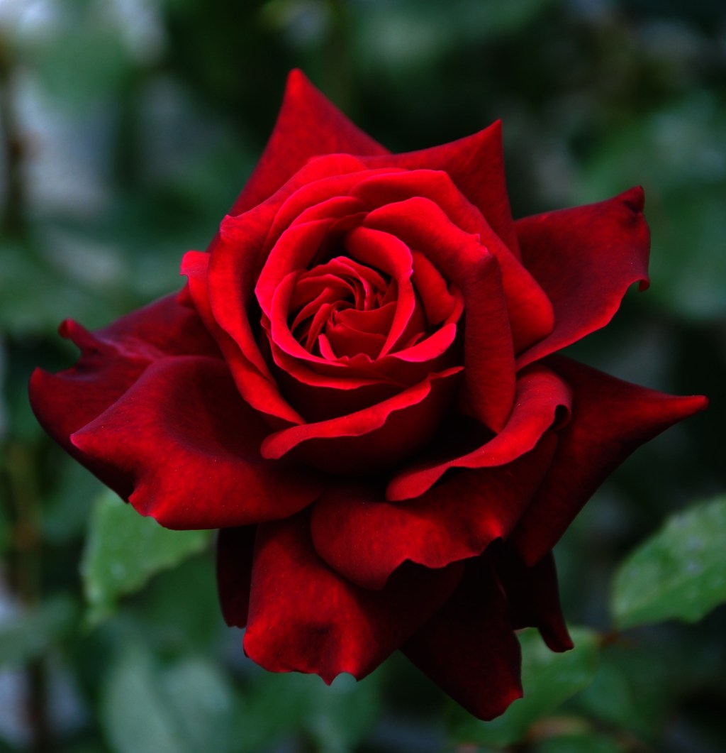 La prometida del duque&nbsp;(2008)