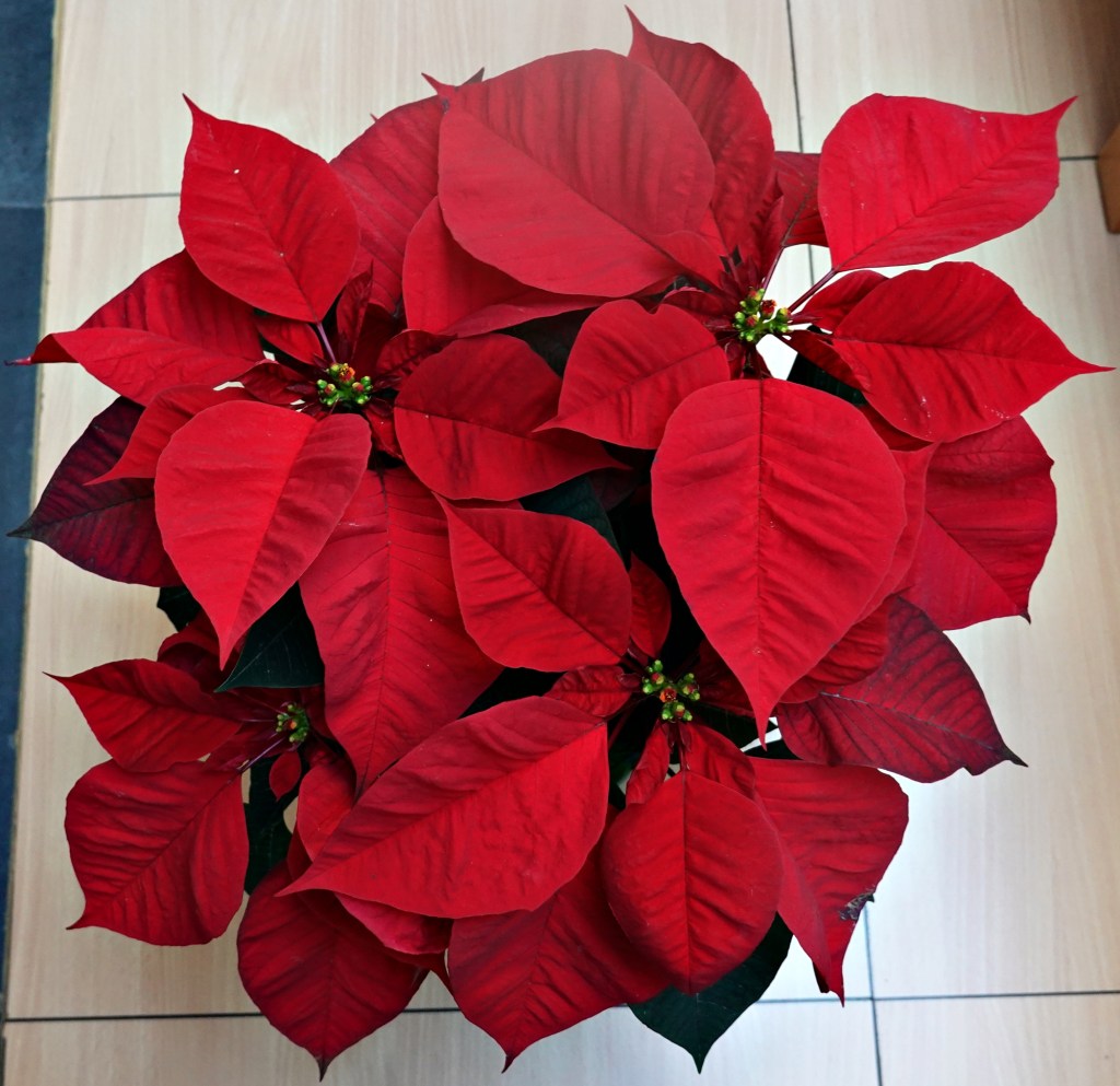 2024 Navidad. Flor de&nbsp;Pascua.