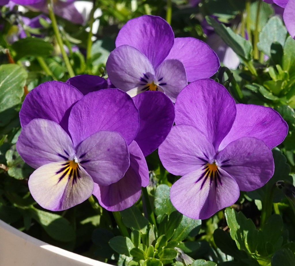 Flores de primavera&nbsp;(2025)