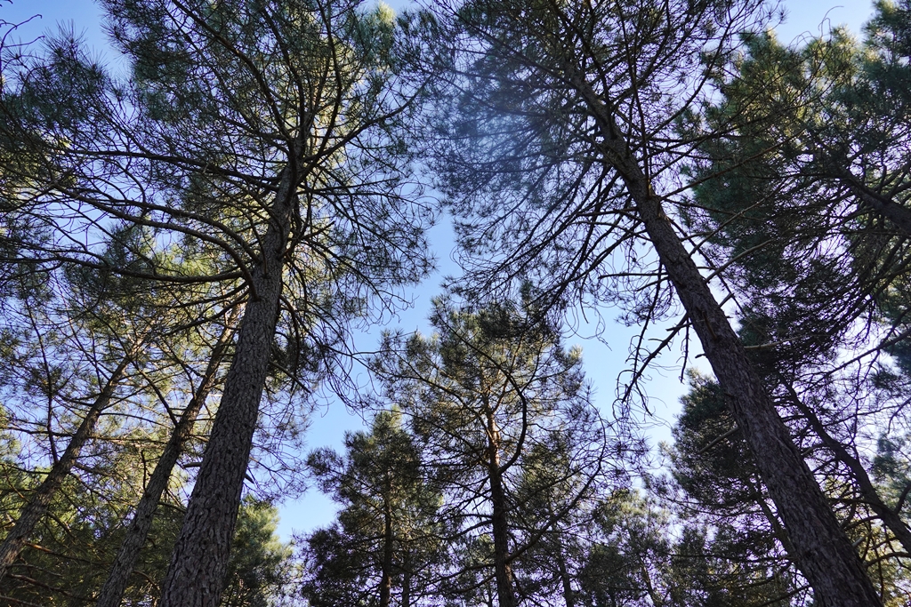 Arte y naturaleza&nbsp;(20250407)