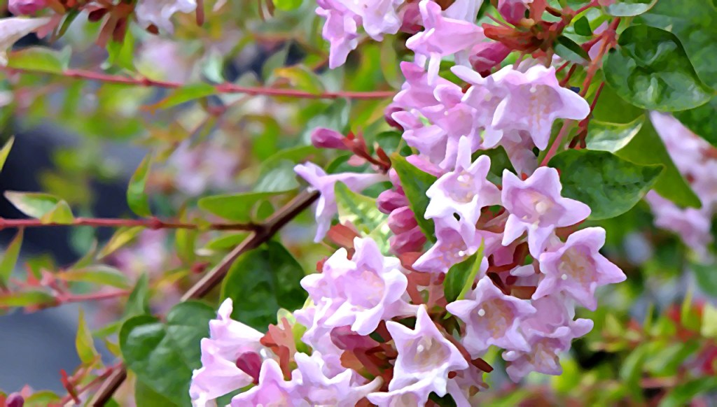 Agatha Raisin y las brujas desdichadas&nbsp;(1999)