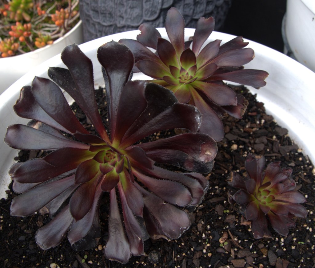 Rosa negra (20251104)